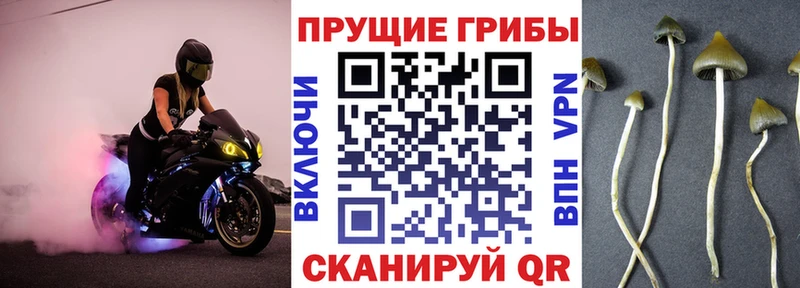 купить   Чернушка  Псилоцибиновые грибы Psilocybe 